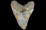 Fossil Megalodon Tooth - North Carolina #86955-2
